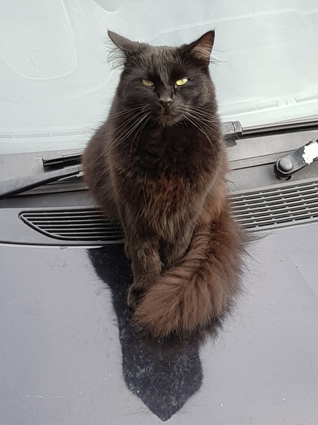 Thug cat part 3.  Unbidden guests are often welcomest when they are gone.
