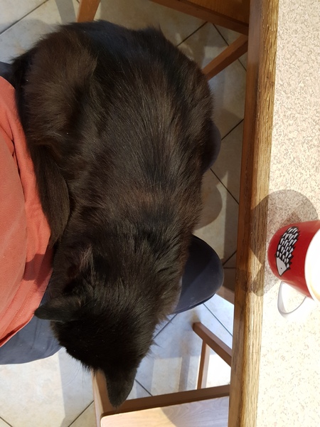 What's your DCat up to today? (Thread 8)