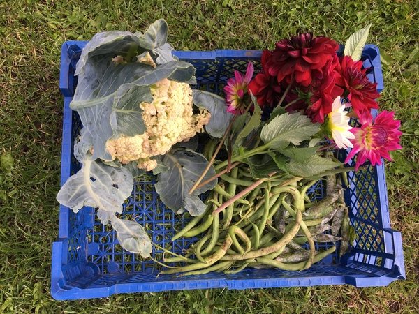 Allotment/Veg Patch Thread 16  Weather weirdness prevails !