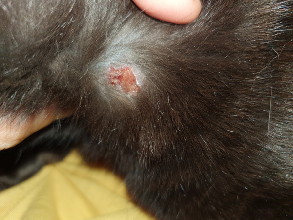 Does this need vet attention?