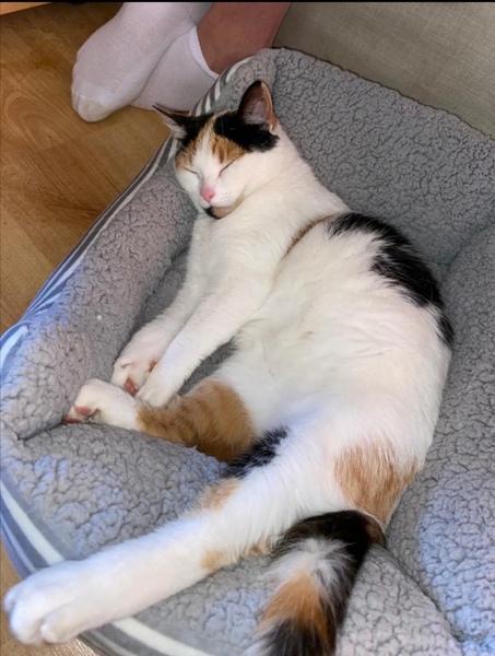 Vet just rang to say my cat has been taken in deceased.
