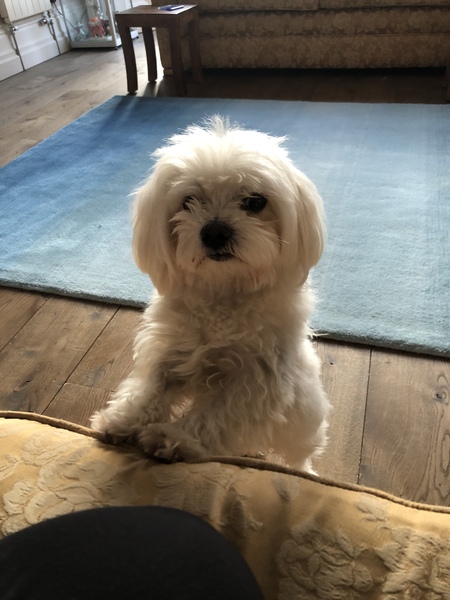 Please tell me about your Maltese dogs