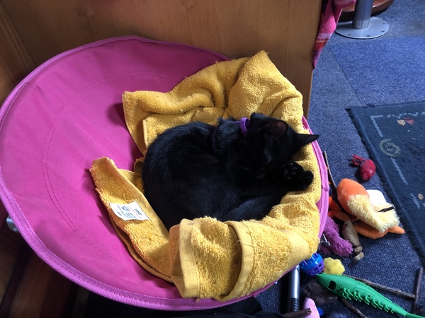 Does your cat follow the “if I fits, I sits” rule?