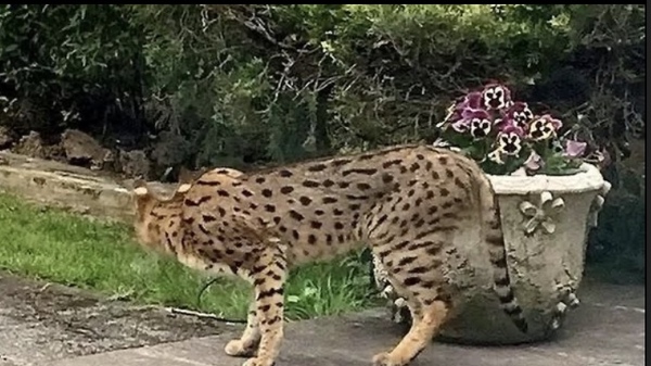 Big cats in the wild. (Uk)