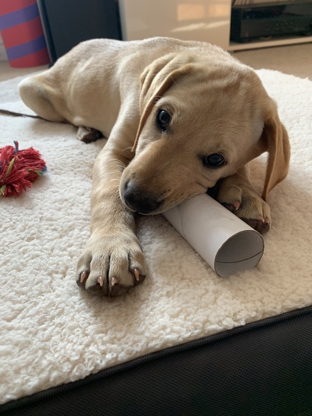 Puppy survival thread *September!*