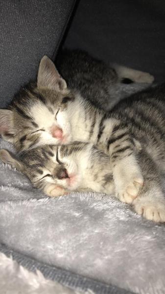 Kittens - AIBU to take them back?