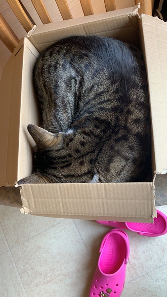 Does your cat follow the “if I fits, I sits” rule?