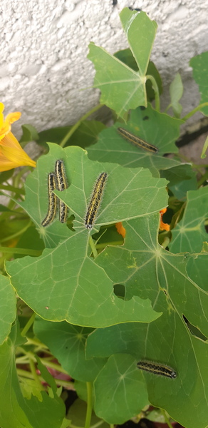 Caterpillar - Can you identify please? (Novice gardener)