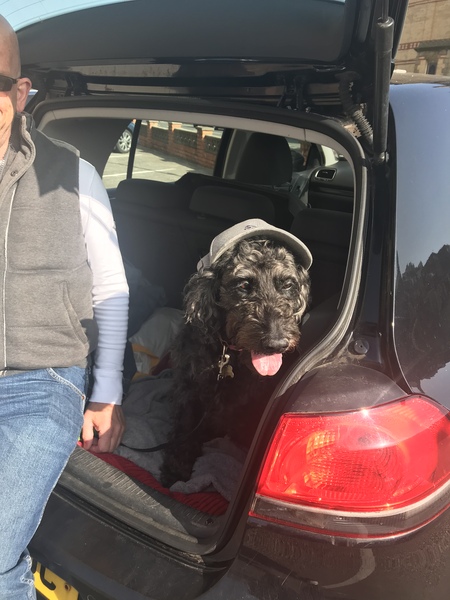 Rescuing dog on Saturday please help