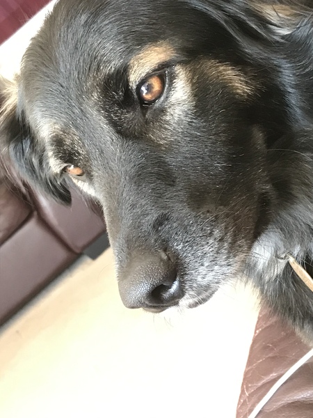 Rescuing dog on Saturday please help