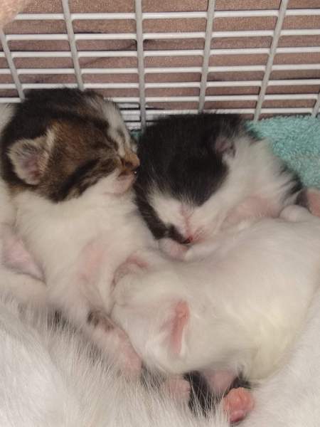 I'm going to be a foster mum (granny?)!