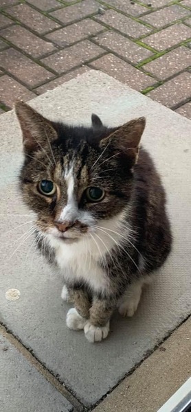 If a litterbox isn’t available what to use?