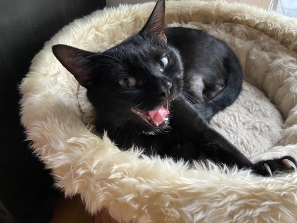 Is this the most adorable cat ever?