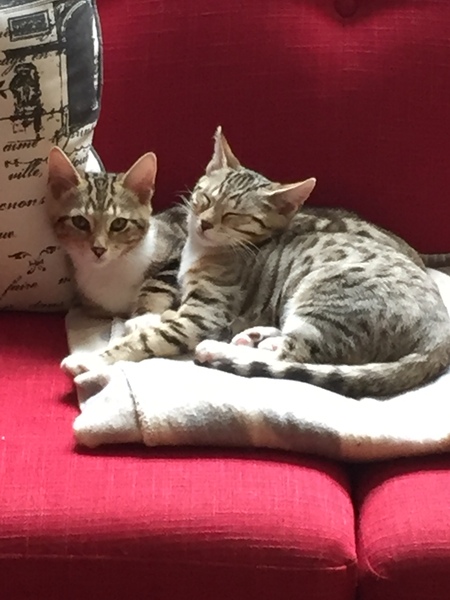 Kitten has bitten his sister