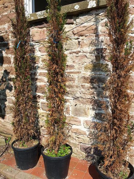 Any green fingered types? Have I killed my cypressas?