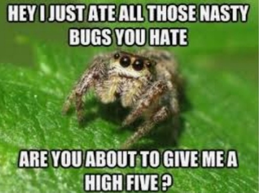 Scolding Bug Killing Child