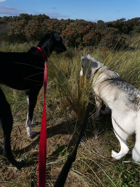 What's your fantasy impractical/obscure dog breed?