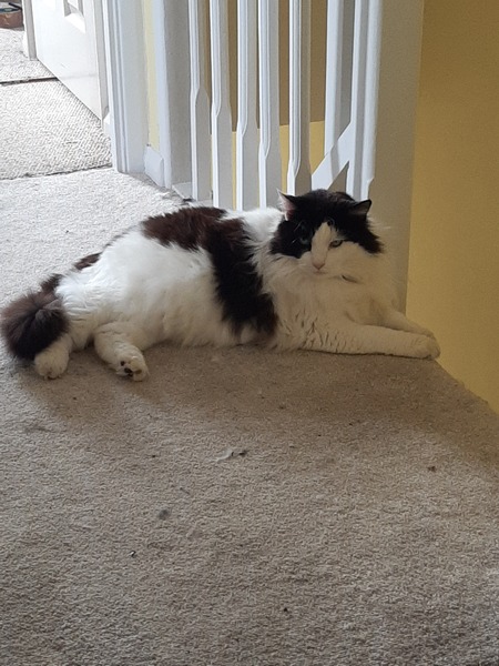 Why my new carpet!