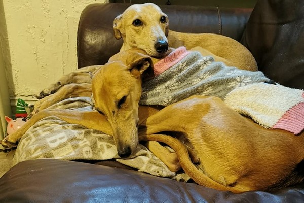 What dog next?  Please sell me your breed!