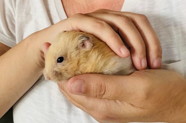 Help - hamster has escaped!