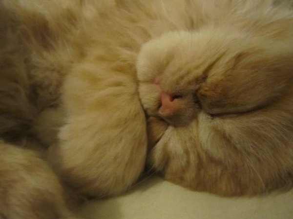Perfect, pampered Persians.