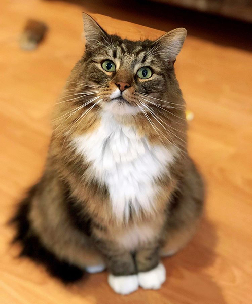 Is this the most adorable cat ever?
