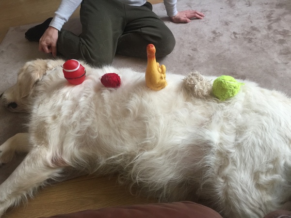 Tell me about golden retrievers