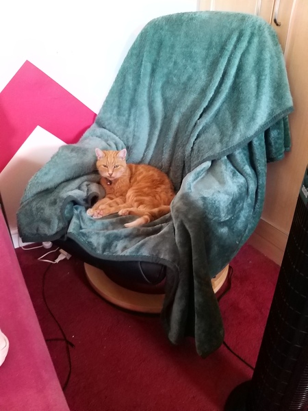 Soft Cat biscuits