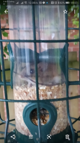 We've caught a mouse... It's adorable