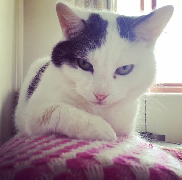 Lifetime insurance for the moggy now hitting £30 a month, time to downgrade?