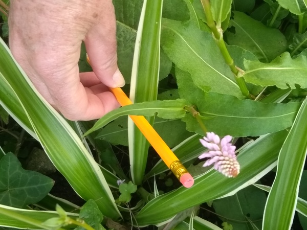 Request plant ID please
