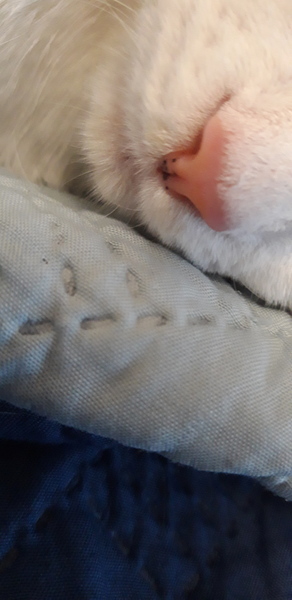Noses.