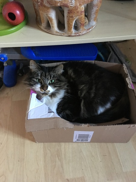 Does your cat follow the “if I fits, I sits” rule?