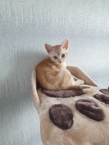 Photo thread for kittens!