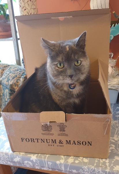 Does your cat follow the “if I fits, I sits” rule?