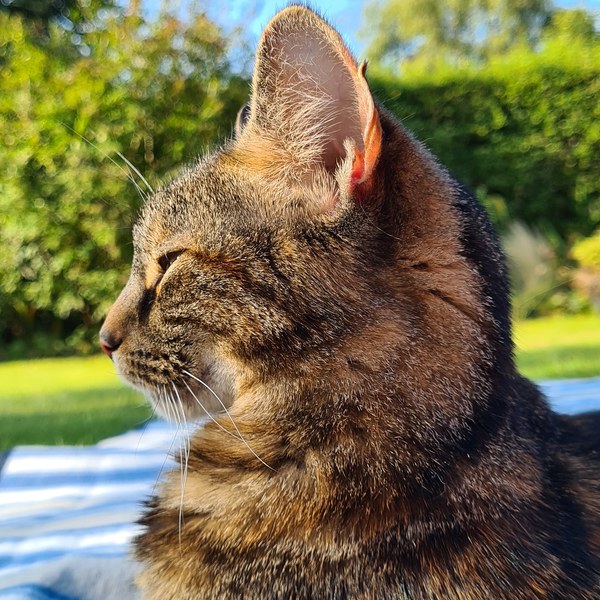 Westministenders: Brevid