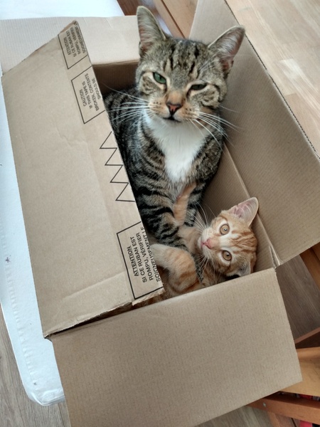 What's your DCat up to today? (Thread 8)