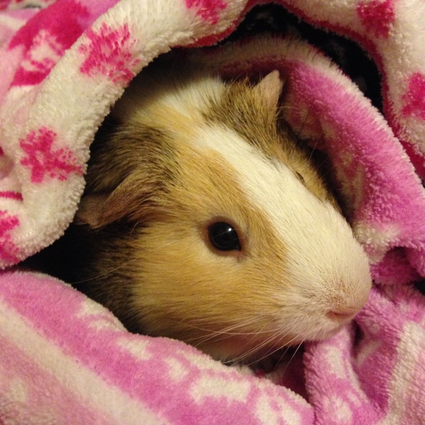 GP passed away yesterday.