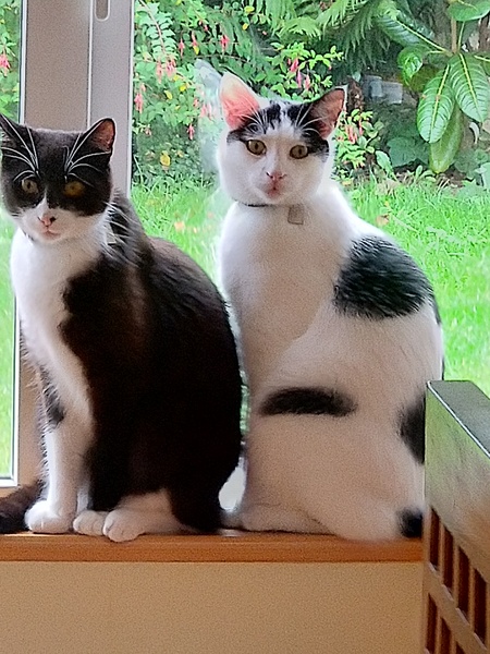 Adopting two cats. Advice please