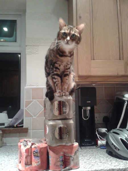 Does your cat follow the “if I fits, I sits” rule?