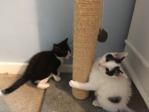 I'm going to be a foster mum (granny?)!
