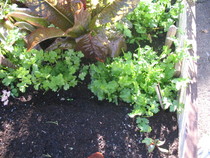 Coriander
