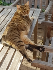 Thug cat part 3.  Unbidden guests are often welcomest when they are gone.