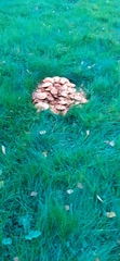 Anyone know mushrooms
