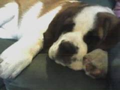 What's your fantasy impractical/obscure dog breed?
