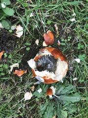 What the fuck is this? Pic attached