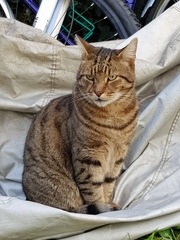 Thug cat part 3.  Unbidden guests are often welcomest when they are gone.