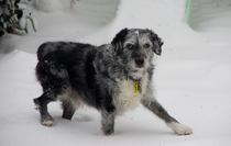 Tell me about your rescue dogs