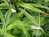 Request plant ID please