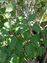 What kind of tree is this?